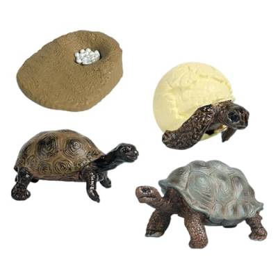 MagiDeal Schildkröten-Lebenszyklus-Modell, pädagogische Kuchendekoration, Partygeschenke für Kinder im Alter von 3 bis 6 Jahren, Lernaktivitäten, Tierfiguren, Schildkröte von MagiDeal