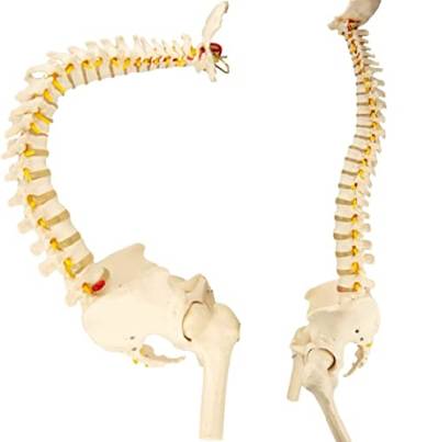 Pädagogisches Modell, menschliche Wirbelsäule, medizinisches Modell, 78 cm, flexibles Rückenmark-Modell mit Ständer, Chiropraktik mit Becken, Rückenmark, Nerven und anatomischen Säulenmodell, von iumLeap