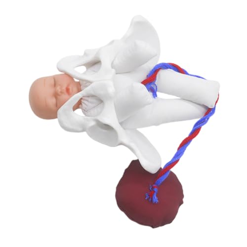 ABOOFAN 1 Satz Beckenmodell weibliches Beckenknochenmodell weibliches Fortpflanzungsmodell Modell der Beckenanatomie Hebammenausbildungsmodell Stoff ABOOFAN 1 Satz Beckenmodell weibliches Beckenknochenmodell weibliches Fortpflanzungsmodell Modell der Beckenanatomie Hebammenausbildungsmodell Stoff von ABOOFAN