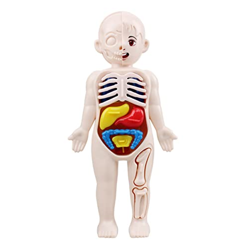 ABOOFAN 1 Satz Human Torso Modell Teiliges Puzzle für Interaktives Lernspielzeug zur Erkundung Inneren und Pädagogisches für Unterricht und Zuhause von ABOOFAN