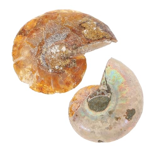 ABOOFAN 2 Stücke Ammoniten Fossilien Satz Kreative Dekoration für und Lehre Glatte Oberfläche Geeignet für Schreibtischornamente und Lernspielzeug Natürliches Material ABOOFAN 2 Stücke Ammoniten Fossilien Satz Kreative Dekoration für und Lehre Glatte Oberfläche Geeignet für Schreibtischornamente und Lernspielzeug Natürliches Material von ABOOFAN