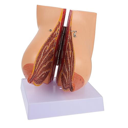 ABOOFAN 1 Stück Anatomisches Weibliches Brustmodell aus Umweltfreundlichem Material Realistische Darstellung für Medizinische Ausbildung Geeignet für Schulen und Krankenhäuser ABOOFAN 1 Stück Anatomisches Weibliches Brustmodell aus Umweltfreundlichem Material Realistische Darstellung für Medizinische Ausbildung Geeignet für Schulen und Krankenhäuser von ABOOFAN