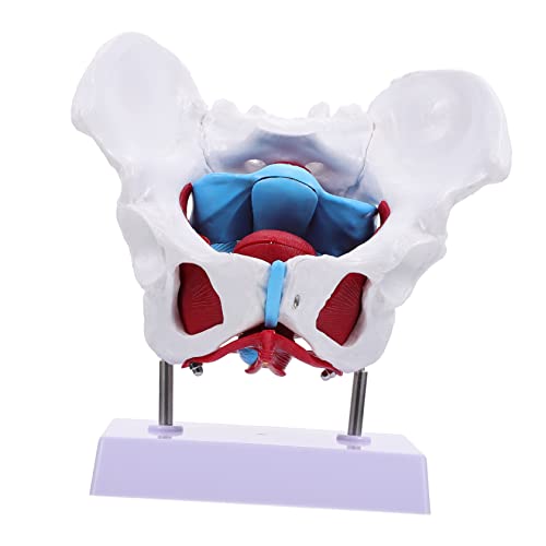 ABOOFAN 1 Stück Beckenmodell Weiblich menschlich lehrreich Bildungsmodell für -Training Beckenbodenmodell Hilfsmittel zur Geburtserziehung Anatomisches Modell des Beckens PVC von ABOOFAN