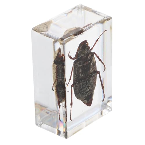 ABOOFAN 1 Stück Biologische Exemplare Bezaubernde Exemplare Lehrreich Bernstein-insekten Bernsteinfarbene Exemplare Wissenschafts-kit Harz von ABOOFAN
