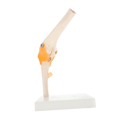 ABOOFAN 1 Stück Elbow Joint Model aus Anatomisches Skelett Modell für Medizinische Ausbildung für Ärzte Studenten und Kunstreferenzen Stand und Präziser Darstellung Menschlichen ABOOFAN 1 Stück Elbow Joint Model aus Anatomisches Skelett Modell für Medizinische Ausbildung für Ärzte Studenten und Kunstreferenzen Stand und Präziser Darstellung Menschlichen von ABOOFAN
