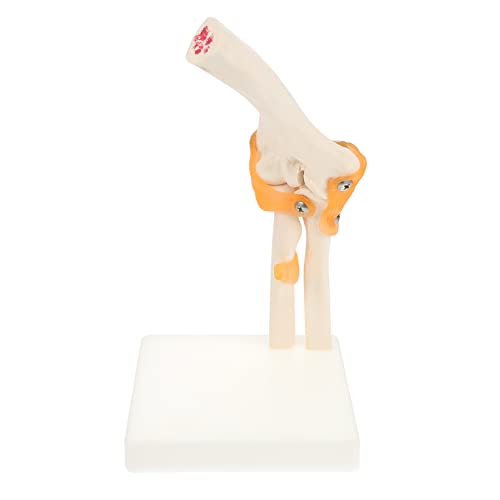 ABOOFAN 1 Stück Elbow Joint Model aus PVC Anatomisches Modell Des Menschlichen Ellenbogens für Medizinstudenten Fachkräfte Detailgetreu Lehrreich Robust von ABOOFAN
