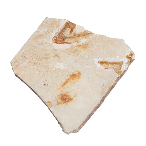ABOOFAN 1 Stück Fossilisiertes Fischmodell Paläontologie Lehrmittel Dekoration Wissenschaftsornament für Laborbedarf Tischdeko ohne Ständer von ABOOFAN