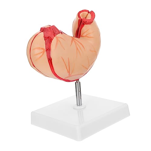 ABOOFAN 1 Stück Magen -anatomie -modell Wirbelsäule Anatomisch Anatomiemodell Realistisch Magenmodell Skelett Demonstrationsgeräte Für Den Unterricht Plastik von ABOOFAN