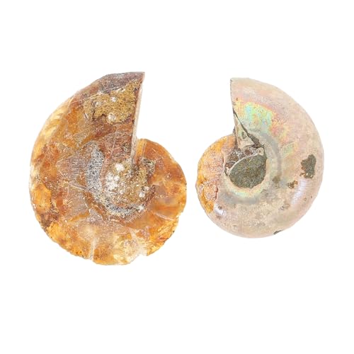 ABOOFAN 10 Sätze Teiliges Dekorationsset Fossilienmodell Für Unterricht Große Ammoniten Für Sammlungen Und Bildungszwecke 2 Stück * 10 ABOOFAN 10 Sätze Teiliges Dekorationsset Fossilienmodell Für Unterricht Große Ammoniten Für Sammlungen Und Bildungszwecke 2 Stück * 10 von ABOOFAN