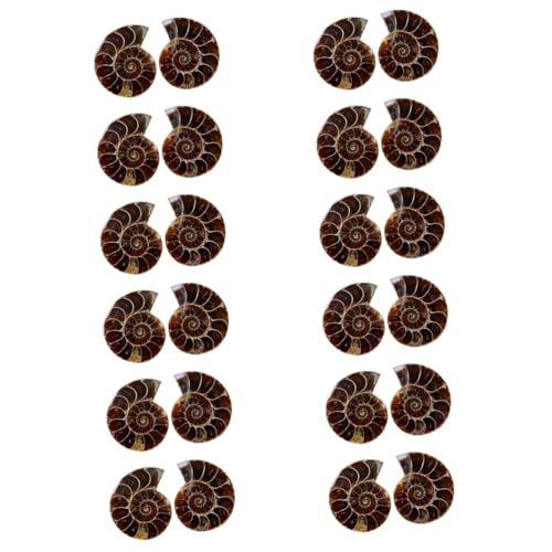 ABOOFAN 12 Sätze Deko Desktop Ornament Fossilien Für Unterricht Große Ammoniten Hochwertige Lehrmaterialien Opp Verpackung Für Sammler Und Dekoration 2 Stück * 12 von ABOOFAN