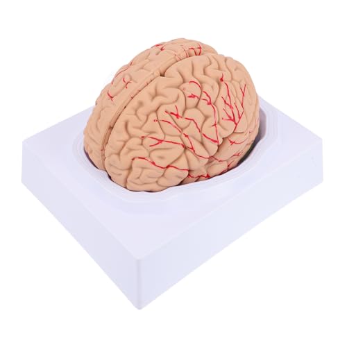ABOOFAN 1Pc Gehirnmodell Anatomiemodell Gehirn Mann Blutgefäßmodell Medizinisches Zerebrovaskuläres Modell Anatomie Schädelmodell Medizinisches Lehrmodell Anatomisches Modell Pvc von ABOOFAN