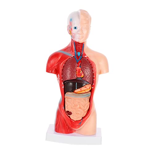 ABOOFAN 1Satz Herz Modell für Biologieunterricht Großes Anatomisches mit Abnehmbaren Inneren Organen Lehrmittel für Medizinstudenten Lehrer von ABOOFAN
