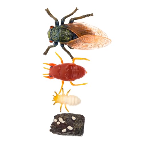 ABOOFAN 1Satz Simulation Zikaden Wachstumszyklus Modell Lehrmittel für Tragbares Realistisches Insektenhandwerk Fördert und Kreativität und Langlebig von ABOOFAN