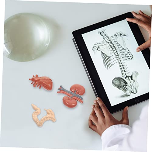 ABOOFAN 1Satz Teiliges Menschliches Organmodell aus Lehrhilfe für und Physiologie für und Lernumgebungen Einfach zu Bedienen und Langlebig ABOOFAN 1Satz Teiliges Menschliches Organmodell aus Lehrhilfe für und Physiologie für und Lernumgebungen Einfach zu Bedienen und Langlebig von ABOOFAN