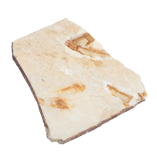 ABOOFAN 1Stück Fossiles Exemplar Wolfzahn Fisch Fossilien Wissenschaftsornament Dekoration für Unterrichtsmaterialien Paläontologie Zufällige Auswahl ABOOFAN 1Stück Fossiles Exemplar Wolfzahn Fisch Fossilien Wissenschaftsornament Dekoration für Unterrichtsmaterialien Paläontologie Zufällige Auswahl von ABOOFAN