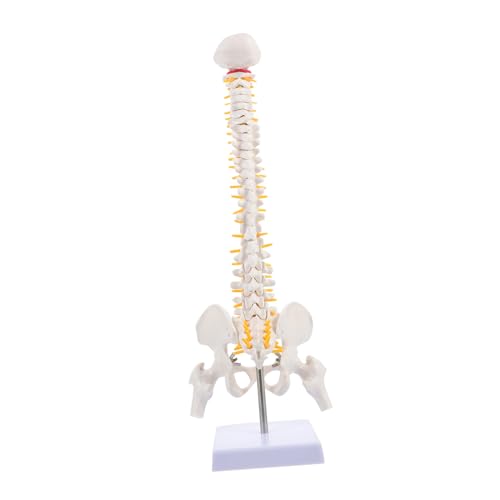 ABOOFAN 1Stück Menschliches Wirbelsäulenmodell Anatomisches Schulungsmodell für Medizinstudenten Ärzte Lehrer aus Hochwertigem Tragbar Leicht zu Reinigen ABOOFAN 1Stück Menschliches Wirbelsäulenmodell Anatomisches Schulungsmodell für Medizinstudenten Ärzte Lehrer aus Hochwertigem Tragbar Leicht zu Reinigen von ABOOFAN