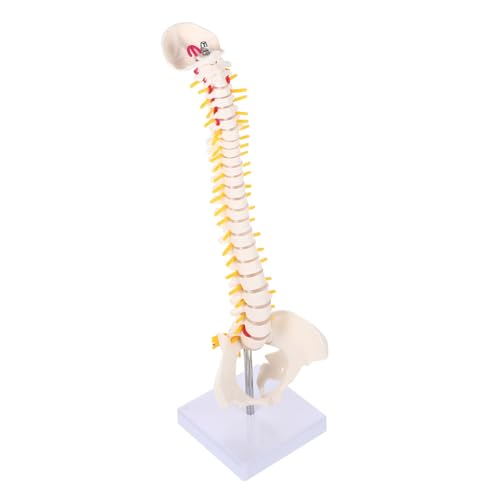 ABOOFAN 1Stück Wirbelsäulenmodell mit Becken und Anatomisches Modell für Medizinische Ausbildung und für Studenten und Ärzte Ständer zur Eleganten ABOOFAN 1Stück Wirbelsäulenmodell mit Becken und Anatomisches Modell für Medizinische Ausbildung und für Studenten und Ärzte Ständer zur Eleganten von ABOOFAN