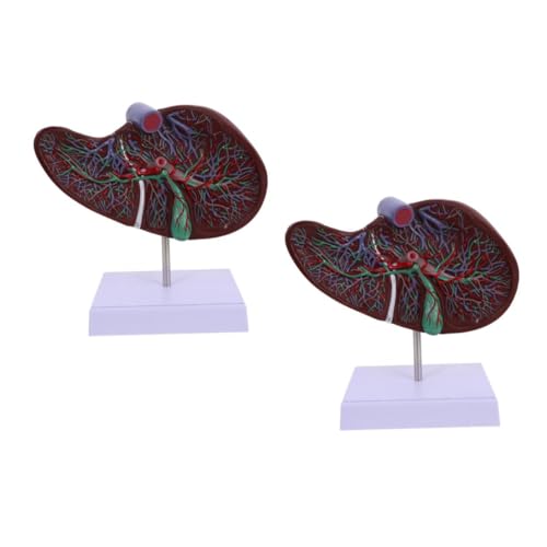 ABOOFAN 2 Stück Anatomisches Modell der Leber menschliche Anatomie Lehre Schulanzeige menschliche Leber Lebermodell Gallenblasenmodell Leber medizinisches Modell Leber Lehrmodell Plastik von ABOOFAN