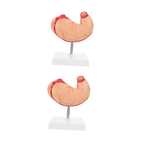 ABOOFAN 2 Stück Magenanatomiemodell Schulmagen Anatomisches Modell Magenmodell Wirbelsäule Lehrmittel Realistisches Skelett Biologisches Magenanatomiemodell Organ Aus Kunststoff ABOOFAN 2 Stück Magenanatomiemodell Schulmagen Anatomisches Modell Magenmodell Wirbelsäule Lehrmittel Realistisches Skelett Biologisches Magenanatomiemodell Organ Aus Kunststoff von ABOOFAN