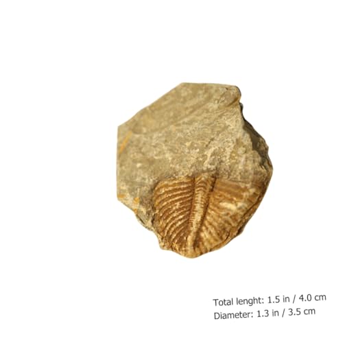 ABOOFAN 2 Stück Teiliges Trilobiten Fossilien Simulation Modell Pädagogisches Paläontologie für Dekoratives als Lehrmittel und Kreatives Ausgrabungs von ABOOFAN