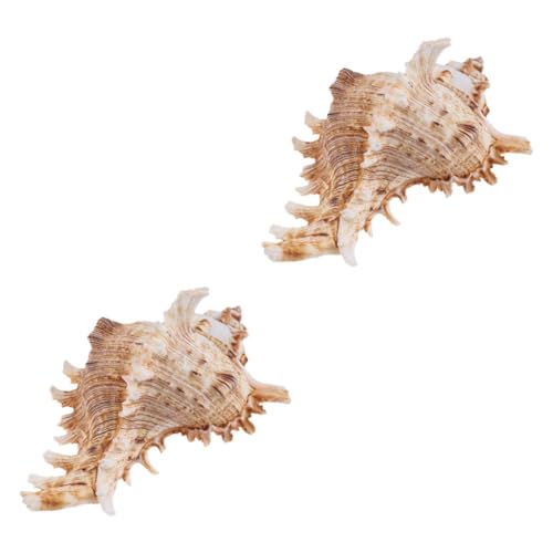 ABOOFAN 2st Tausend Hand Schnecken Ornamente Dekorationen Für Aquarien Fisch Aquarium Dekoration Errötendes Fischglasdekorationen Natürliche Muschelverzierungen Echte Muscheln Hülse von ABOOFAN