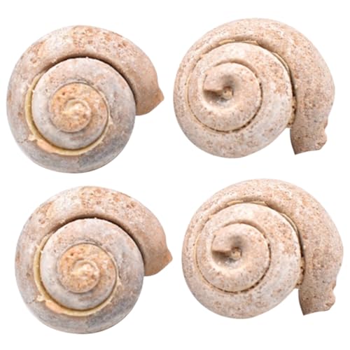 ABOOFAN 4 Stück Teiliges Fossiles Meeresschnecken simulationsmodell Pädagogisches Lehrmittel Glatte Oberfläche Dekoratives Schreibtisch exemplar für Sammler ABOOFAN 4 Stück Teiliges Fossiles Meeresschnecken simulationsmodell Pädagogisches Lehrmittel Glatte Oberfläche Dekoratives Schreibtisch exemplar für Sammler von ABOOFAN