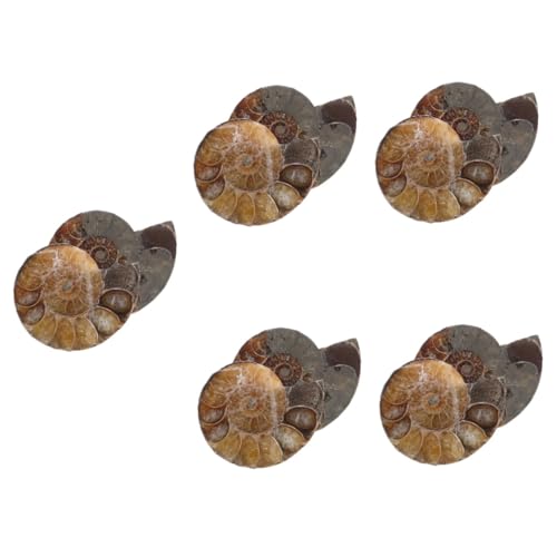 ABOOFAN 5 Sätze Modelle Zum Lernen Ammoniten-exemplar Wissenschaftliches Exemplar Lehrammonitenexemplar Ammoniten-modelle Modelle Schmuck Dunkelbraun Natürliches Muschelfossil 2 Stück * 5 ABOOFAN 5 Sätze Modelle Zum Lernen Ammoniten-exemplar Wissenschaftliches Exemplar Lehrammonitenexemplar Ammoniten-modelle Modelle Schmuck Dunkelbraun Natürliches Muschelfossil 2 Stück * 5 von ABOOFAN