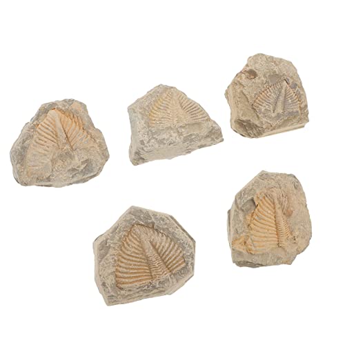 ABOOFAN 5Stücke Trilobiten Fossilien Realistische Fossilien Für Unterricht Für Studenten Als Verschiedene Formen Naturhistorisches Lehrmittel von ABOOFAN