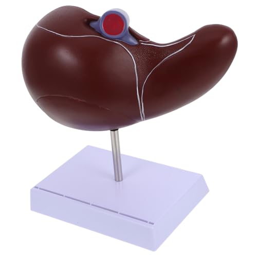 ABOOFAN Anatomisches Modell Der Leber Menschliche Anatomie Medizinisches Lebermodell -lebermodell Lehre Lebermodell Mit Sockel Anatomisches Lebermodell 3d-lebermodell Plastik von ABOOFAN