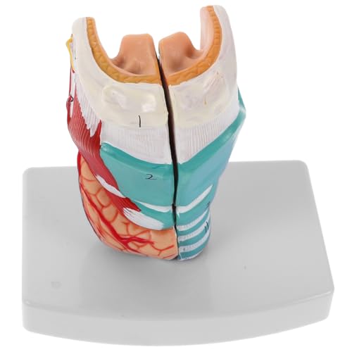 ABOOFAN Anatomisches Modell Menschlicher Rachen Halsmuskelmodell Realistische Larynxstruktur Lehrmodell Für Medizinische Ausbildung Und Training ABOOFAN Anatomisches Modell Menschlicher Rachen Halsmuskelmodell Realistische Larynxstruktur Lehrmodell Für Medizinische Ausbildung Und Training von ABOOFAN