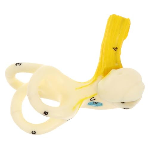 ABOOFAN Anatomisches Ohrmodell Innenohr Lehrmodell aus Langlebig Leichtes Menschliches Ohr Strukturmodell für Schulunterricht und Medizinische Demonstration ABOOFAN Anatomisches Ohrmodell Innenohr Lehrmodell aus Langlebig Leichtes Menschliches Ohr Strukturmodell für Schulunterricht und Medizinische Demonstration von ABOOFAN