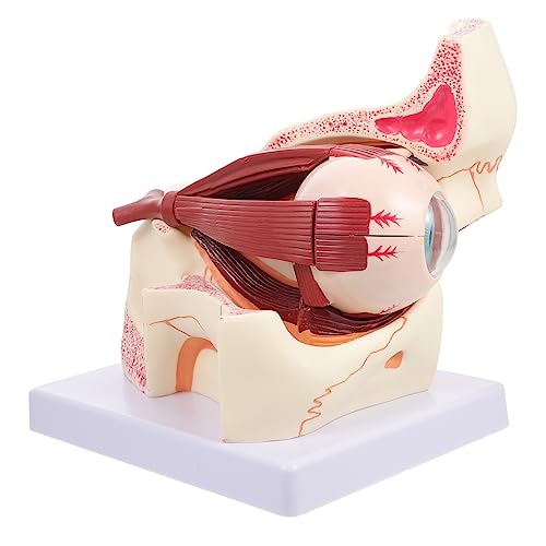 ABOOFAN Augenmodell Fach Vergrößert Anatomisches Lerninstrument aus Robustem für Medizinische Studien und Unterricht Zeigt Innere und Äußere Strukturen Des von ABOOFAN