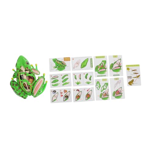 ABOOFAN Froschmodell Realistische Froschanatomie Frosch Sezierset Stimulations Frosch Sezierset Für Froschbad Lebensechtes Frosch Anatomie Puzzle Für Kunststoff Grün von ABOOFAN