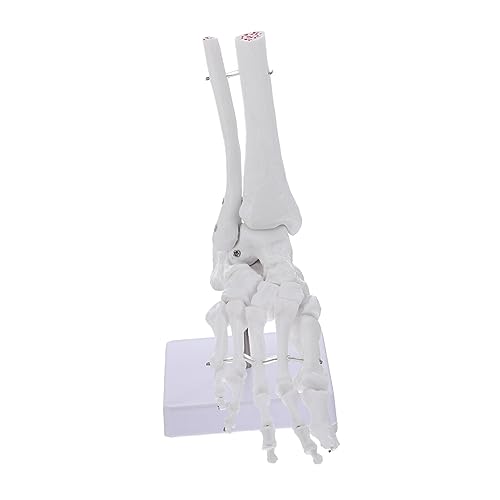 ABOOFAN Fußgelenkmodell aus Anatomisches Menschliches Skelettmodell für Fuß und Knöchel für Medizinische Lehrzwecke und Anatomische Studien ABOOFAN Fußgelenkmodell aus Anatomisches Menschliches Skelettmodell für Fuß und Knöchel für Medizinische Lehrzwecke und Anatomische Studien von ABOOFAN