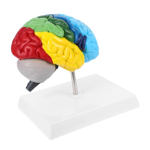 ABOOFAN Gehirnmodell Gehirnstatue Anatomisches Lehrmodell Menschliches Anatomisches Modell Medizinisches Anatomisches Modell Wissenschaftliches Lehrmittel Wissenschaftliches von ABOOFAN