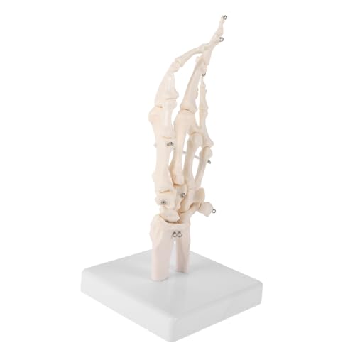 ABOOFAN Handknochengelenkmodell Realistisch Skelette Menschlich Kleines Skelett Hände Für Form Üben Vergrößert Anatomisch Beweglich Gemeinsam Labs-modellbasis Weiß Pvc ABOOFAN Handknochengelenkmodell Realistisch Skelette Menschlich Kleines Skelett Hände Für Form Üben Vergrößert Anatomisch Beweglich Gemeinsam Labs-modellbasis Weiß Pvc von ABOOFAN