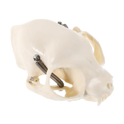 ABOOFAN Katzenskelettmodell Tierschädel Ornament Tierskelette Tierschädelunterricht Tierskelettprop Katzenschädelunterricht Katzenschädelfischtank Skelettkatze Requisite PVC Beige von ABOOFAN