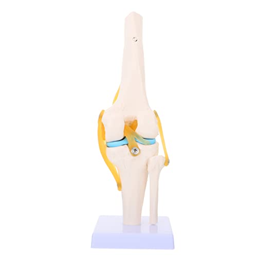 ABOOFAN Lebensgröße aus Flexibles Skelett Modell für Medizinische Studien zur Patientenausbildung Demonstration Hochfest Korrosionsbeständig ABOOFAN Lebensgröße aus Flexibles Skelett Modell für Medizinische Studien zur Patientenausbildung Demonstration Hochfest Korrosionsbeständig von ABOOFAN