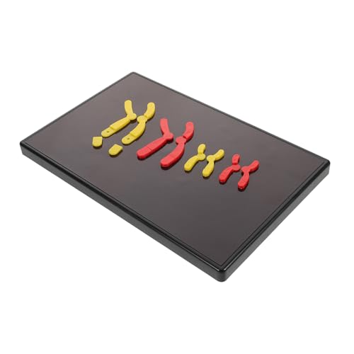 ABOOFAN Magnetisches Chromosomenmodell Für Biologie-unterricht Präzise Darstellung Von Meiosestadien Lehrmittel Für Oberstufe Robustes Design Für Langzeitgebrauch Vereinfachte ABOOFAN Magnetisches Chromosomenmodell Für Biologie-unterricht Präzise Darstellung Von Meiosestadien Lehrmittel Für Oberstufe Robustes Design Für Langzeitgebrauch Vereinfachte von ABOOFAN