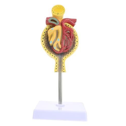 ABOOFAN Medizinisches Anatomisches Glomerulus Modell mit Sockel Realistische Menschliche Niereneinheit für Unterricht Physiologie und Anatomie Lehrmodell für Schulen und von ABOOFAN