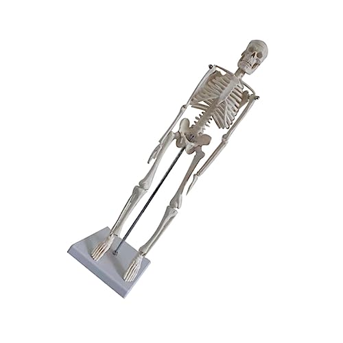 ABOOFAN Menschliches Skelettmodell Mini Medizinisches Skelettmodell Skelett in Skelettgröße Skelettmodell Für Körper Knochen Menschliche Skelettfigur Skelett in Voller Größe Arm Weiß Pvc von ABOOFAN