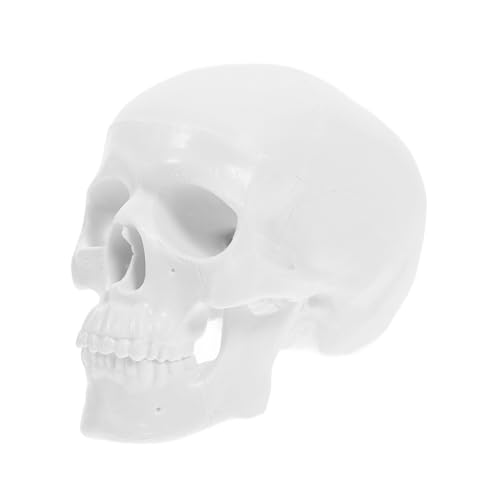 ABOOFAN Miniaturmodell Eines Menschlichen Schädels Abnehmbares für Medizinische Schulungen und Halloween Dekoration Realistische Kunststoffgestaltung Langlebig und Vielseitig Einsetzbar ABOOFAN Miniaturmodell Eines Menschlichen Schädels Abnehmbares für Medizinische Schulungen und Halloween Dekoration Realistische Kunststoffgestaltung Langlebig und Vielseitig Einsetzbar von ABOOFAN