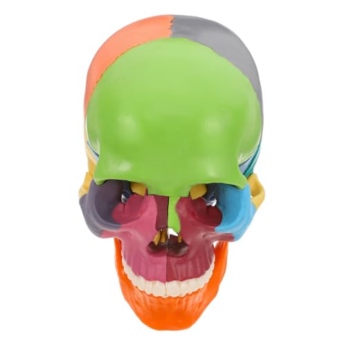 ABOOFAN Schädelmodell Schädelskulptur Anatomie Eines Gehirnmodells Zeichnungsfigurenmodell Orgelmodelle Anatomisch Korrekter Schädel -requisite Plastik ABOOFAN Schädelmodell Schädelskulptur Anatomie Eines Gehirnmodells Zeichnungsfigurenmodell Orgelmodelle Anatomisch Korrekter Schädel -requisite Plastik von ABOOFAN