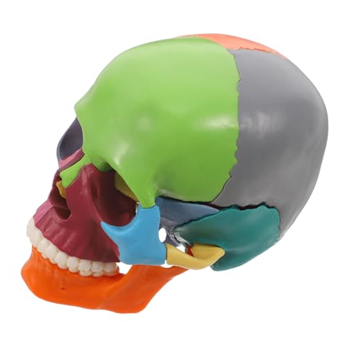 ABOOFAN Schädelmodell Schädelsmodell Anatomiemodell Medizinstudium Modell medizinische Modelle Bildungswerkzeug loser menschlicher Schädel Anatomisches Modell der Kopfstruktur Plastik von ABOOFAN