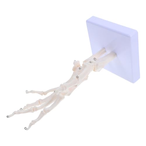 ABOOFAN Skelettmodell Lernmodell Menschliches Gelenkmodell Anatomie Figur gemeinsames Modell Skelettunterrichtsmodell handgelenk modell Gelenksimulationsmodell Handknochenmodell PVC Weiß ABOOFAN Skelettmodell Lernmodell Menschliches Gelenkmodell Anatomie Figur gemeinsames Modell Skelettunterrichtsmodell handgelenk modell Gelenksimulationsmodell Handknochenmodell PVC Weiß von ABOOFAN