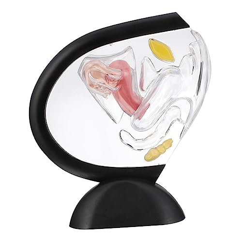 ABOOFAN Transparentes Uterusmodell aus Starkem Anatomisches Lehrmittel für Medizinische Ausbildung Weibliche Fortpflanzungsorgane Tragbar Leicht zu Handhaben von ABOOFAN