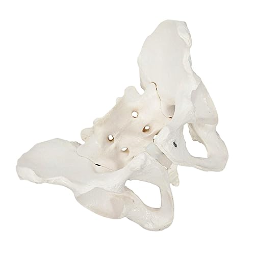 ABOOFAN Weibliches Beckenmodell aus Realistisches Anatomisches Trainingsmodell mit Sacrum Gelenken Robustem Metallständer Geeignet für Medizinische Ausbildung und von ABOOFAN