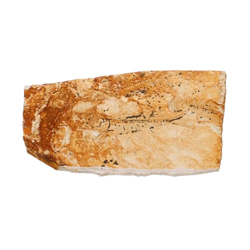 ABOOFAN eines Wolfsflossenfisches Probe Fischexemplar- Science Educational Toy paläontologisches Fischexemplar Exemplar eines Meeresbewohners für den Unterricht ABOOFAN eines Wolfsflossenfisches Probe Fischexemplar- Science Educational Toy paläontologisches Fischexemplar Exemplar eines Meeresbewohners für den Unterricht von ABOOFAN