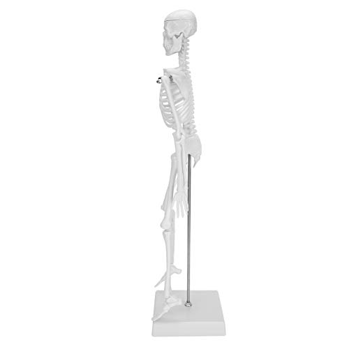 ACOGEDO 45 cm Menschliches Skelettmodell mit Beweglichen Gliedmaßen für Anatomische Lehre und Lernen - PVC -Material für Wissenschaftsbedarf und Schulungswerkzeug Im Klassenzimmer von ACOGEDO