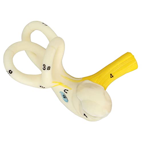 ACOGEDO 5X Vergrößerungsohr -Hörkanalkanal Anatomisches Modell mit Klarer Innenohrstruktur - PVC Material Bildungsanzeige für Anatomische Studien von ACOGEDO